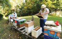 police beekeepers