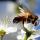 UN report calls for global action to restore pollinators