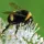 Pesticides making bumblebees lose their buzz, says new report